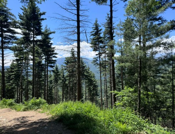 trees in the mountains